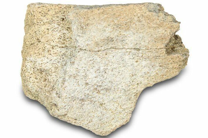 Dinosaur (Triceratops) Frill Shield Section - Montana #321985